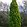 Cupressus