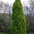 пользователь cupressus