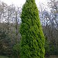 Cupressus