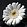 gerbera