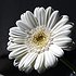 пользователь gerbera