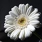 gerbera