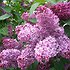 пользователь lilac