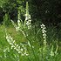 пользователь melilotus
