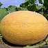 пользователь melonlada