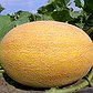 melonlada