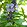 ocimum