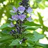 пользователь ocimum