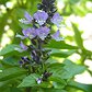 ocimum