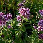 oregano