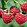 rubus
