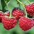 пользователь rubus