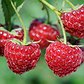 rubus
