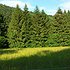 Slavkovforest