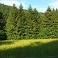 Slavkovforest