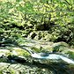stream