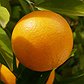 sweetorange
