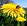 Taraxacum