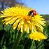 пользователь taraxacum