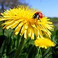 Taraxacum