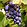 vinograd