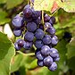 vinograd