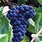 vinogradizabella